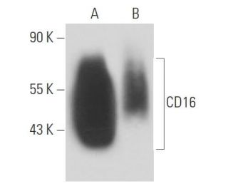 CD16 Antibody (YFC 120.5) - Western Blotting - Image 15634 