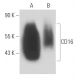CD16 Antibody (YFC 120.5) - Western Blotting - Image 15634 