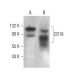 CD16 Antibody (YFC 120.5) - Western Blotting - Image 378524 