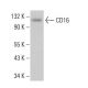 CD16 Antibody (YFC 120.5) - Western Blotting - Image 380911