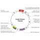 The Double Nickase Plasmid features a U6 promoter for sgRNA expression, a 20 nt targeting sequence, and a gRNA scaffold to guide Cas9n. It includes a CBh promoter for Cas9n (D10A) and puromycin resistance, GFP for transfection verification, and nuclear localization signals (NLS). The 2A peptide allows co-expression of Cas9n and Puro from a single promoter, enabling precise genome editing with reduced off-target effects. 