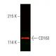 CD163 Antibody (GHI/61) - Western Blotting - Image 388895 