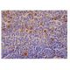 CD163 Antibody (RM3/1) - Immunohistochemistry - Image 290454