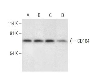 CD164 Antibody (H-4) - Western Blotting - Image 318559 
