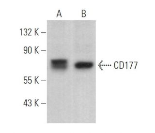 CD177 Antibody (C-5) - Western Blotting - Image 369459 