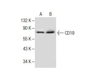 CD19 Antibody (B-1) - Western Blotting - Image 287466 