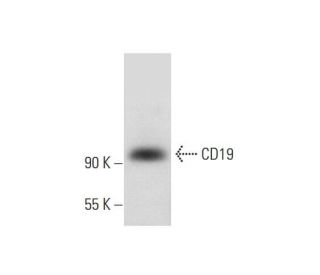 CD19 Antibody (F-3) - Western Blotting - Image 318531 