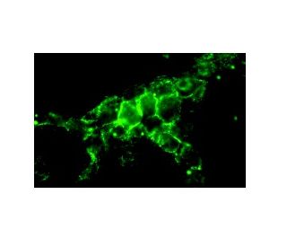 CD19 Antibody (HD237) - Immunofluorescence - Image 9148 