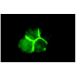 CD19 Antibody (HD37) - Immunofluorescence - Image 9144