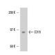 CD19 Antibody (PDR134) - Western Blotting - Image 16436