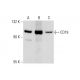CD19 Antibody (PDR134) - Western Blotting - Image 128025 