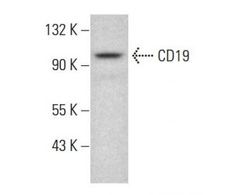 CD19 Antibody (B-1) - Western Blotting - Image 383751