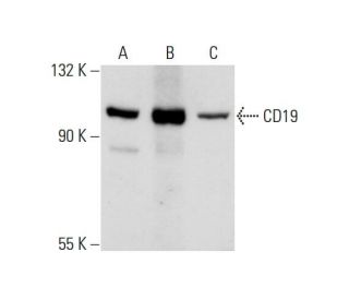 CD19 Antibody (PDR134) - Western Blotting - Image 128025