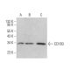 CD1B3 Antibody (CC122) - Western Blotting - Image 380671