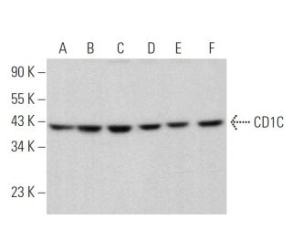 CD1C Antibody (B-6) - Western Blotting - Image 372913 