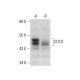 CD1D Antibody (C-9) - Western Blotting - Image 301405 
