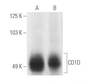 CD1D Antibody (C3D5) - Western Blotting - Image 4675 