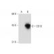 CD1D Antibody (G-10) - Western Blotting - Image 132545