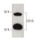CD1D Antibody (G-12) - Western Blotting - Image 399496 