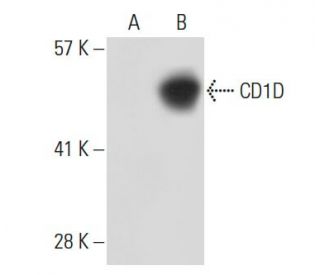 CD1D Antibody (NOR3.2/13.17) - Western Blotting - Image 31291