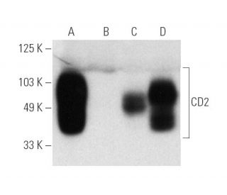 CD2 Antibody (3B6) - Western Blotting - Image 4680 