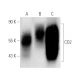 CD2 Antibody (RM2-5) - Western Blotting - Image 4686 