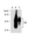 CD2 Antibody (TS2/18) - Western Blotting - Image 31281
