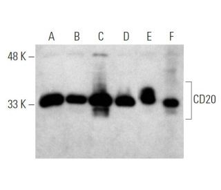 CD20 Antibody (D-10) - Western Blotting - Image 368014