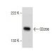 CD206/Mannose Receptor/MMR Antibody (C-10) - Western Blotting - Image 154689 