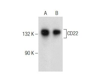 CD22 Antibody (E-9) - Western Blotting - Image 283431 