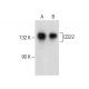 CD22 Antibody (E-9) - Western Blotting - Image 283431 