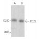CD22 Antibody (E-9) - Western Blotting - Image 355672 