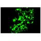 CD22 Antibody (HD239) - Immunofluorescence - Image 5083 