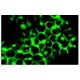 CD22 Antibody (SJ10.1H11) - Immunofluorescence - Image 5094