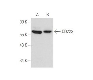 CD223 Antibody (D-8) - Western Blotting - Image 333675 