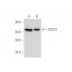 CD223 Antibody (D-8) - Western Blotting - Image 333675 