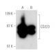 CD223 Antibody (D-8) - Western Blotting - Image 389373