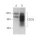 CD229 Antibody (3H1998) - Western Blotting - Image 376911 