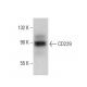 CD229 Antibody (3H1998) - Western Blotting - Image 376947