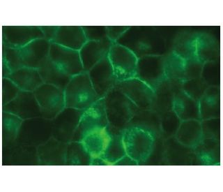 CD24 Antibody (2Q1282) - Immunofluorescence - Image 114177 