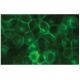 CD24 Antibody (2Q1282) - Immunofluorescence - Image 114177 