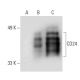CD24 Antibody (2Q1282) - Western Blotting - Image 40978