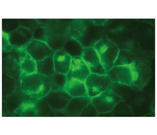 CD24 Antibody (3H1143) - Immunofluorescence - Image 114179 