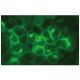 CD24 Antibody (3H1143) - Immunofluorescence - Image 114179 