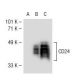 CD24 Antibody (3H1143) - Western Blotting - Image 40982