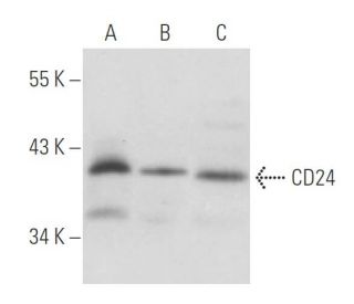 CD24 Antibody (ALB9) - Western Blotting - Image 17856 