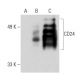 CD24 Antibody (ALB9) - Western Blotting - Image 40976