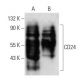 CD24 Antibody (HIS50) - Western Blotting - Image 11081