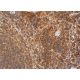 CD24 Antibody (M1/69.16.11.HL) - Immunohistochemistry - Image 368807 