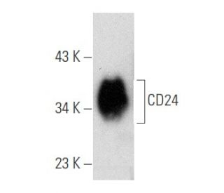 CD24 Antibody (M1/69.16.11.HL) - Western Blotting - Image 354700 